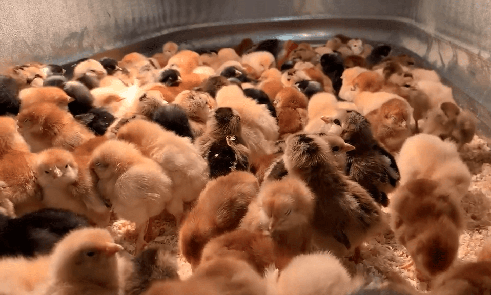 Lots of Baby Chicks in an Enclosure