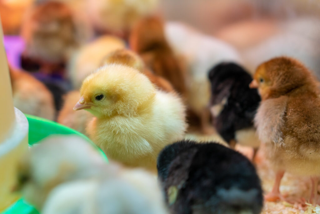 Baby Chicks at Four Star Supply Pullman