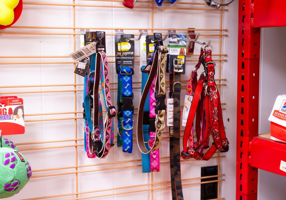 Leashes for sale at Four Star Supply
